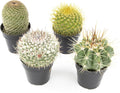 Assorted Cactus Plants Live Cactus Decor (4PK) M915