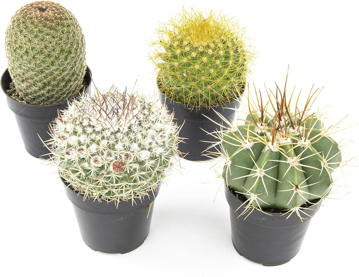 Assorted Cactus Plants Live Cactus Decor (4PK) M915