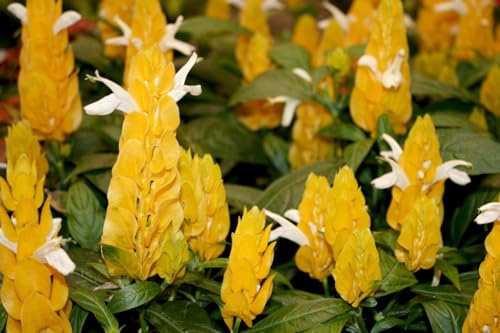 2 Golden Shrimp Plants, 3 to 6 Inc Long N296592