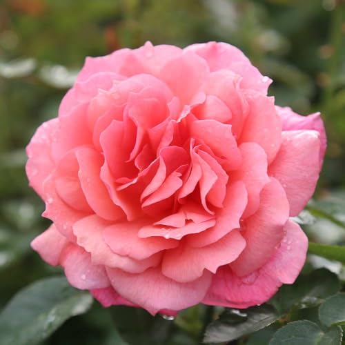 One Gallon Pink Climbing Rose Bush A847616