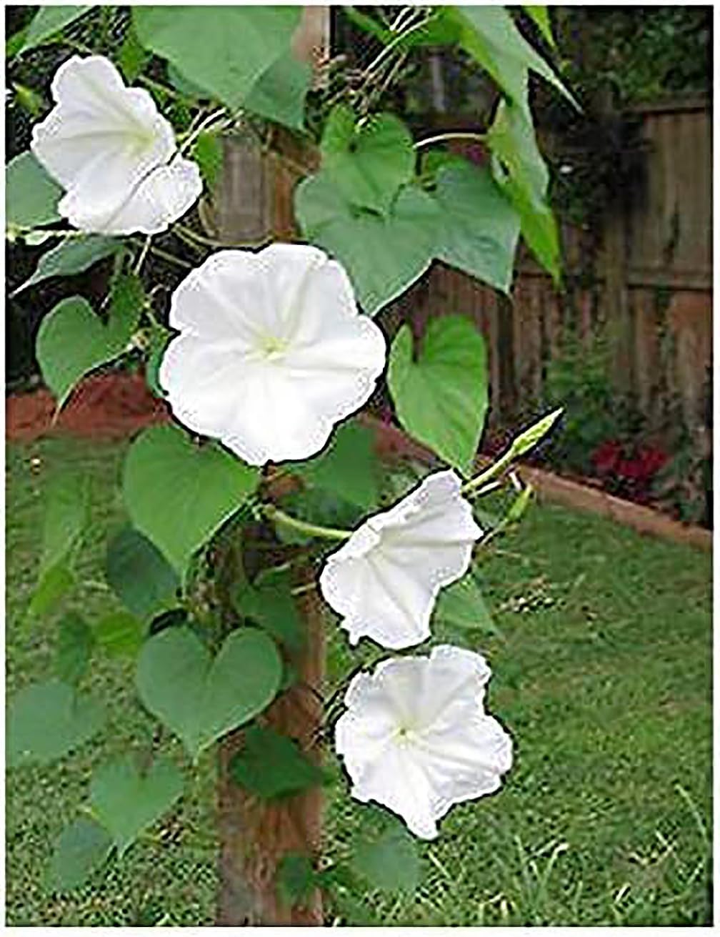 White Moonflower Vine Seeds K808507