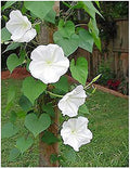 White Moonflower Vine Seeds K808507