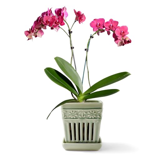 5" Ceramic Orchid Planter with Attached Saucer P5769