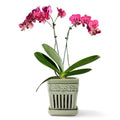 5" Ceramic Orchid Planter with Attached Saucer P5769