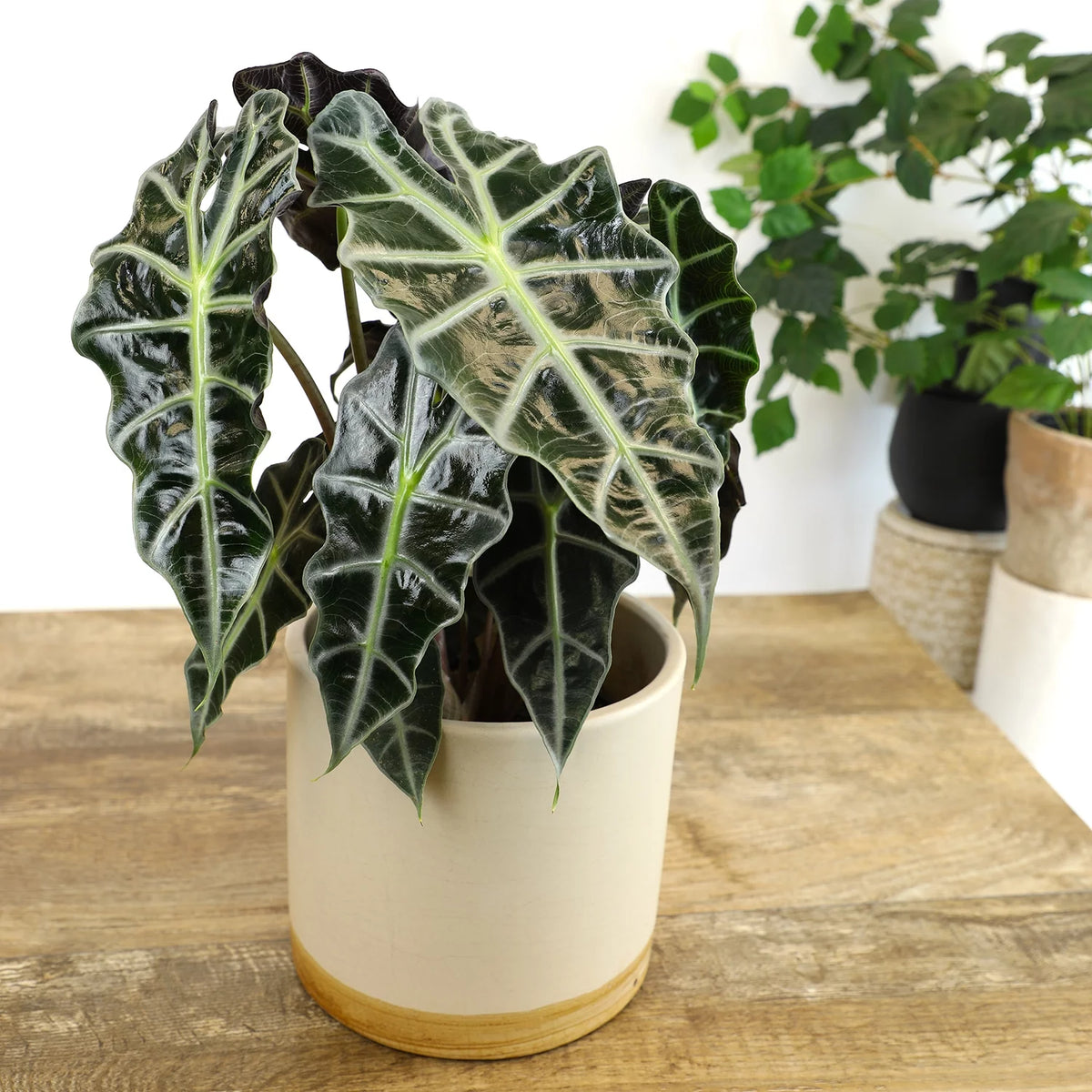 6" Alocasia Amazonica Polly Elephant Ear Plant K911083