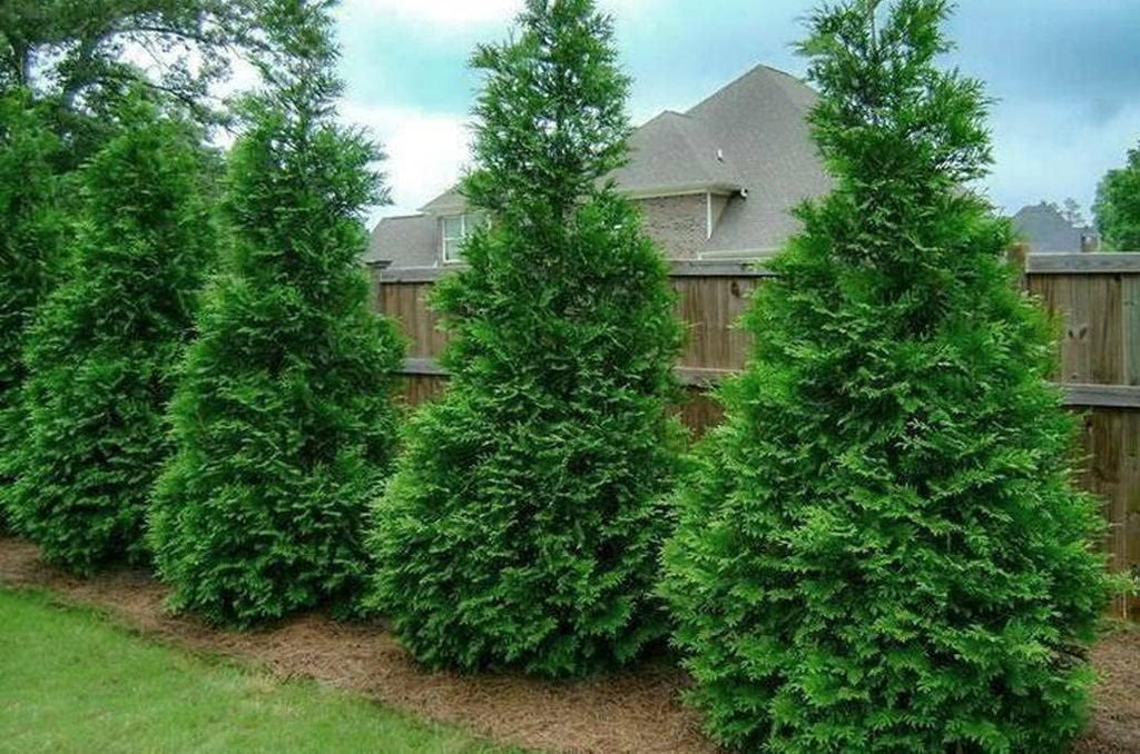 2.5" Pots Thuja Green Giant Arborvitae Trees L89314