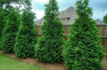 2.5" Pots Thuja Green Giant Arborvitae Trees L89314