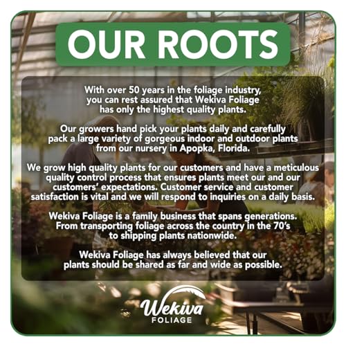 Live Starter Plant in a 2 Inch Pot - Edible Fruit Bearing Tree T726