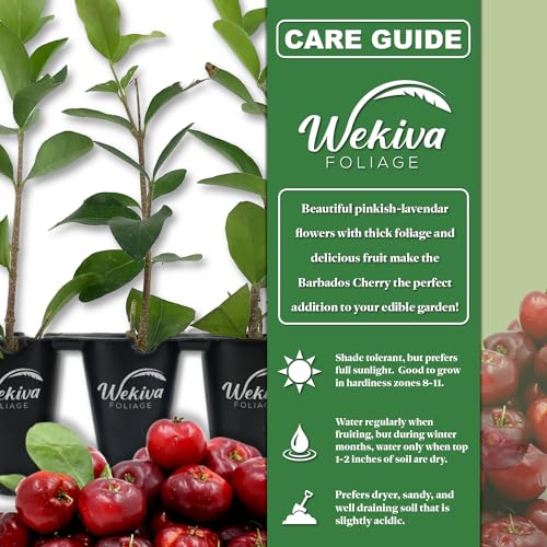 Live Starter Plant in a 2 Inch Pot - Edible Fruit Bearing Tree T726