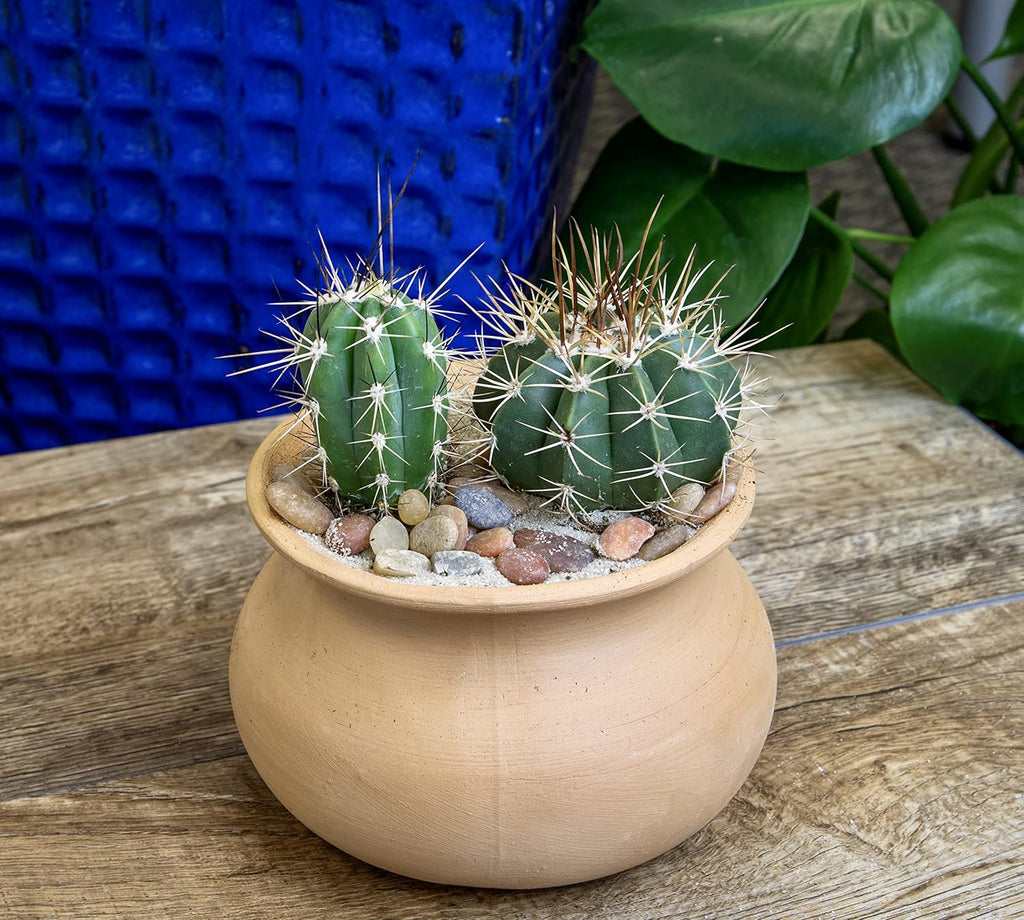 Assorted Cactus Plants Live Cactus Decor (4PK) M915