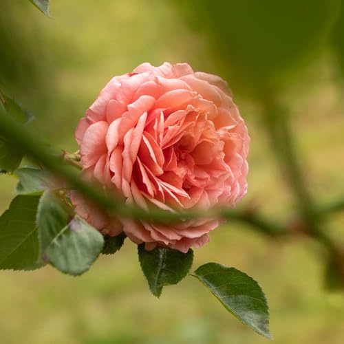 One Gallon Pink Climbing Rose Bush A847616