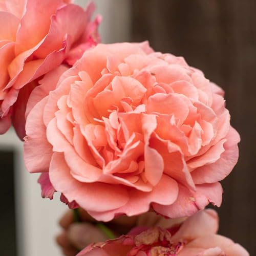 One Gallon Pink Climbing Rose Bush A847616