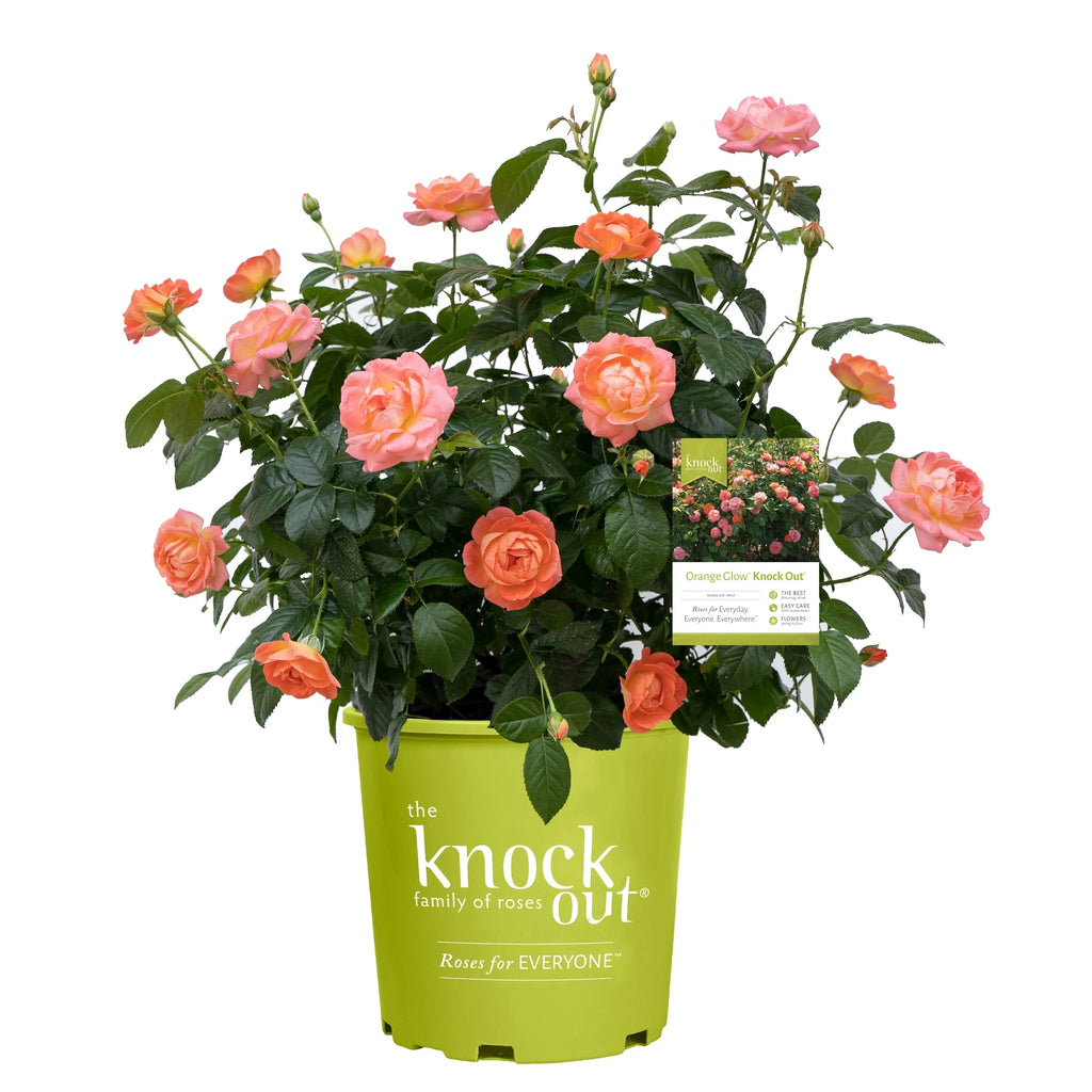 Orange Flowers Live Shrub (1 Gallon) S716